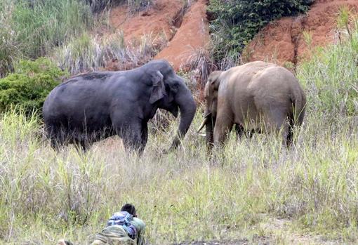 Indonesia emplea elefantes domesticados para mediar con los salvajes en su batalla con los humanos