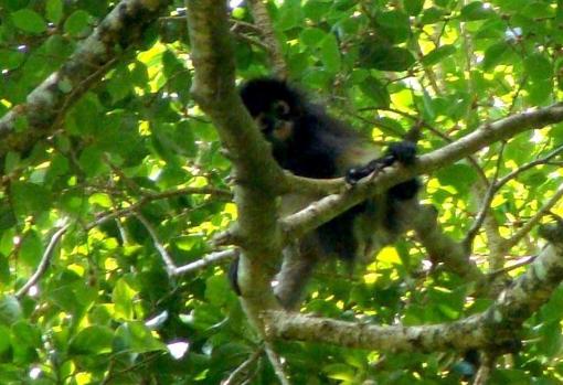 IUCN
