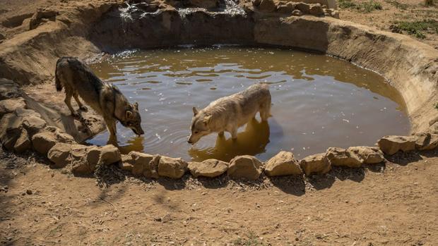 Salvan a una manada de lobos americanos de convertirse en las «dianas» de los cazadores recreativos