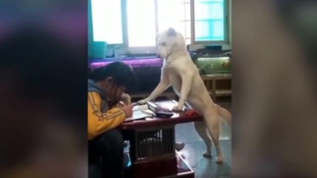 Perro supervisando que una joven haga los deberes