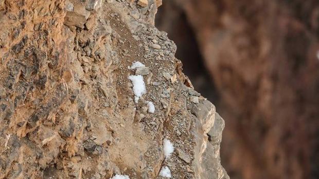 ¿Puedes ver al leopardo de la nieves camuflado?