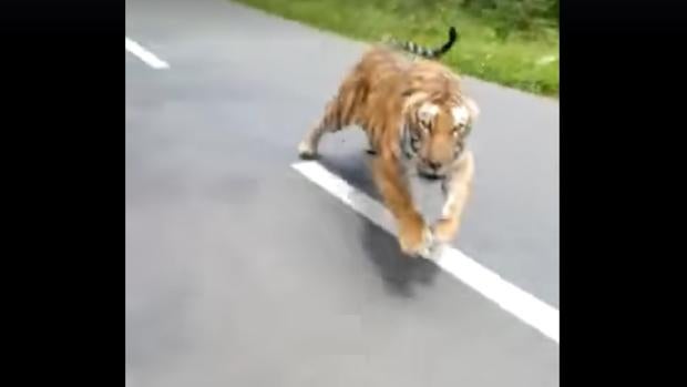 Momento en el que el tigre persigue brevemente a la moto