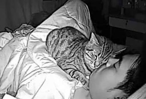 Archie, el gato atigrado, sobre el rostro de su dueño