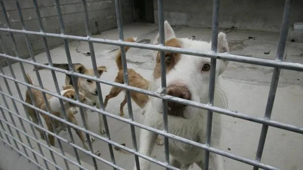 Polémica en Australia por el sacrificio de decenas de perros para evitar la  propagación del coronavirus