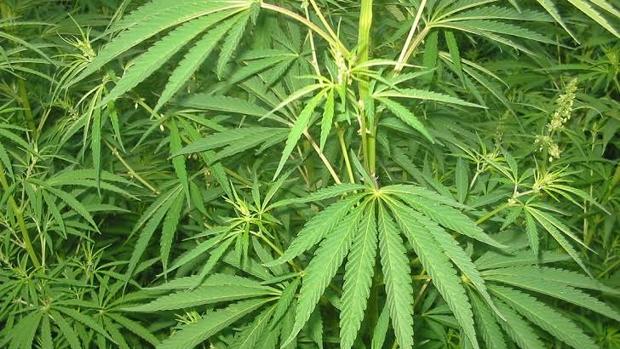 Cannabis