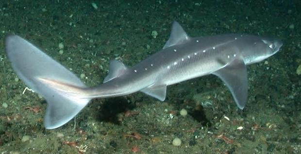 Mielga (‘Squalus acanthias’)