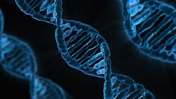 Las mutaciones en BRCA1 provocan que las células no puedan corregir las lesiones en su ADN