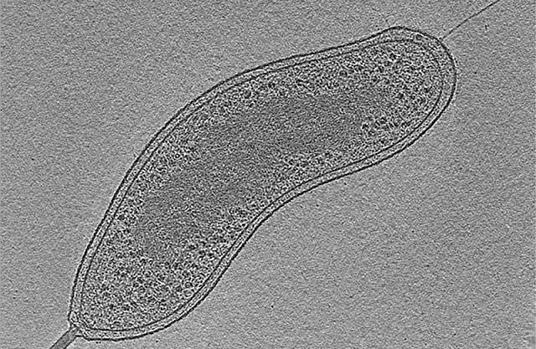 'Bdellovibrio bacteriovorus'