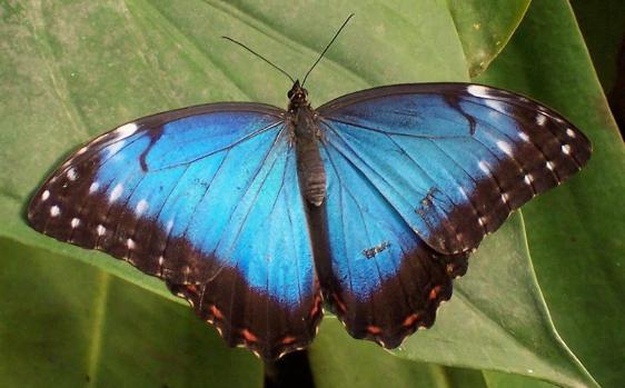 Mariposa Morpho