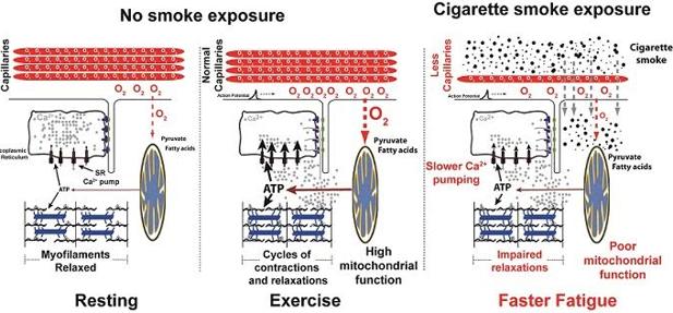 La exposición al humo del tabaco daña la funcionalidad de los músculos (izquierda)
