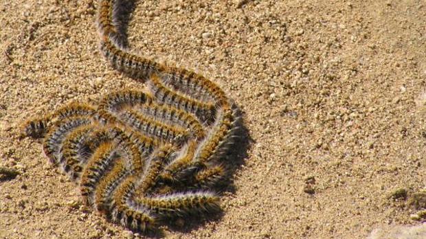 Las orugas tienen una sustancia urticante en sus pelillos
