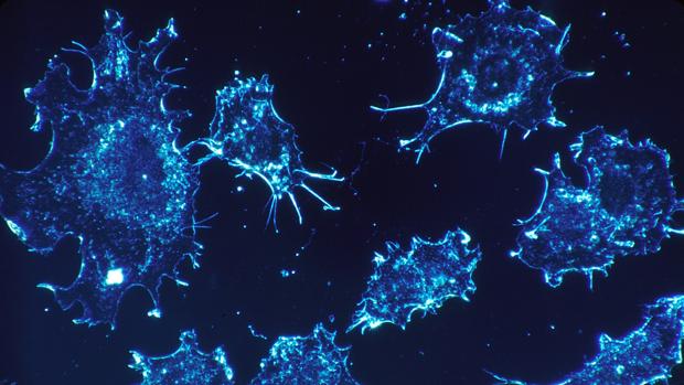 Células canceríngenas