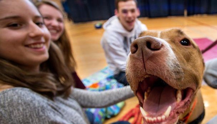 Acariciar a perros o gatos 10 minutos diariamente, reduce los niveles de estrés