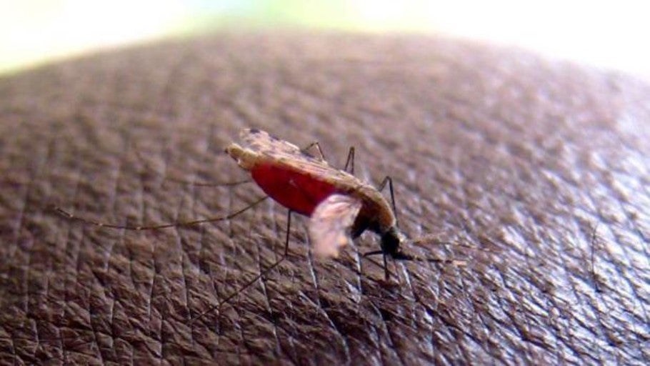 La vacuna RTS, S podría favorecer la adquisición de inmunidad natural contra la malaria