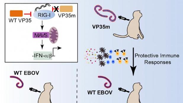 Científicos han inoculado el virus del Ébola con una mutación en una proteína llamada VP35 a monos que enfermaron y se volvieron inmunes