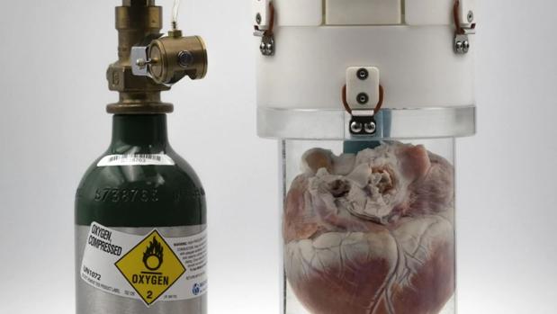 Este dispositivo permite mantener vivos corazones de cerdo fuera del cuerpo 24 horas