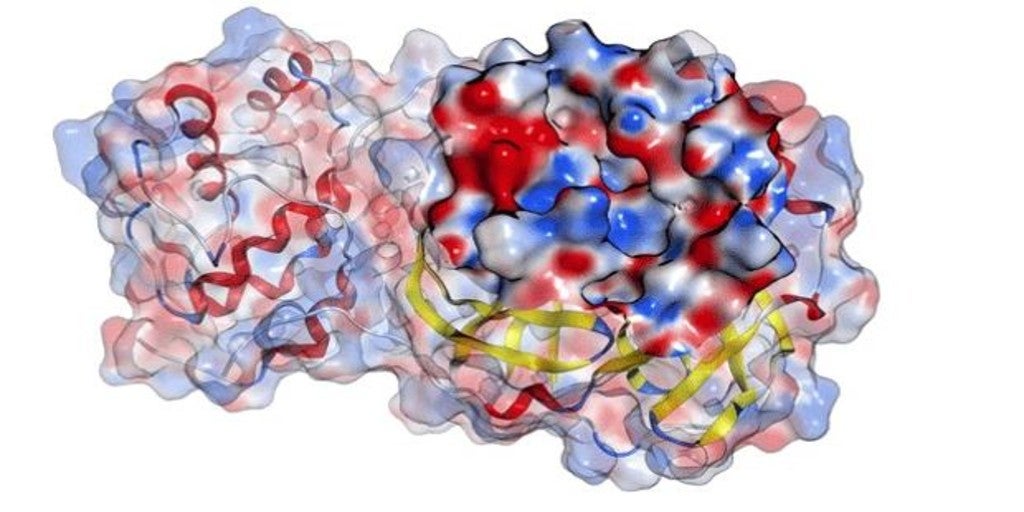 El virus del Covid-19 no se transmite por vía sexual, según un estudio