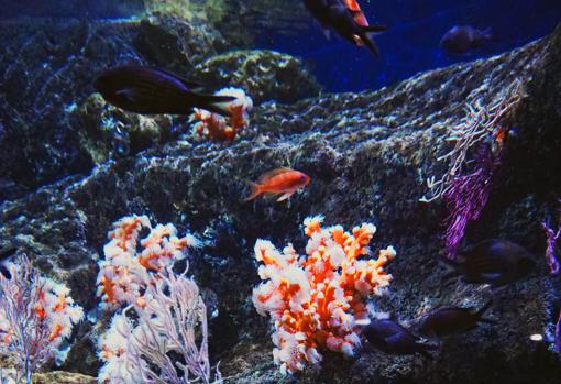 En el acuario se pueden ver «catañuelas» y «tres colas»