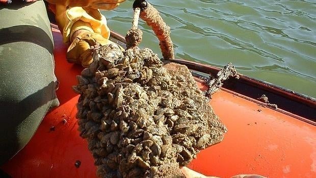 Los mejillones cebra, otra especie invasora, también causan problemas en las infraestructuras