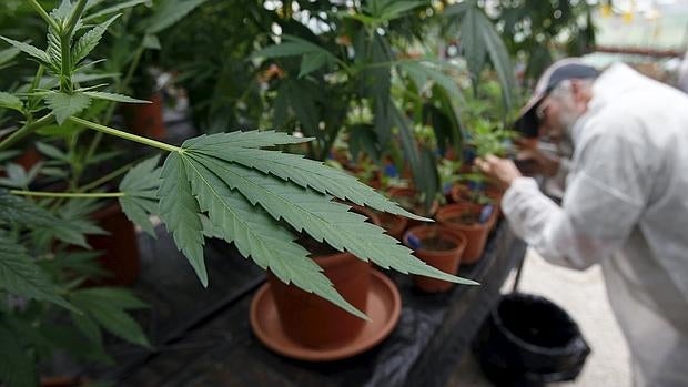 Plantación de cannabis