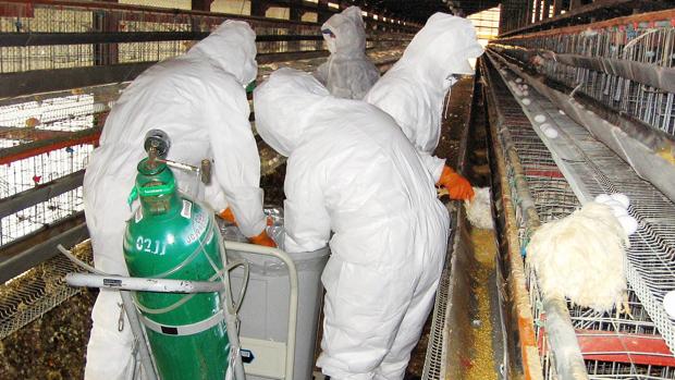 En 2014, el gobierno japonés inspeccionó más de un millar de aves en todo el país
