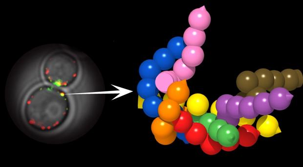 Por primera vez se ha logrado visualizar en una célula viva cómo actúan los complejos de proteínas