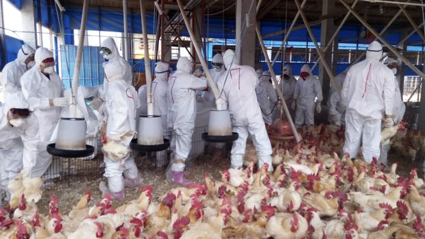 La OMS asegura que el riesgo de transmisión de lagripe aviar para los  humanos aún es bajo