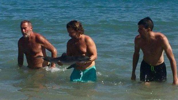 Muere un delfín en Mojácar