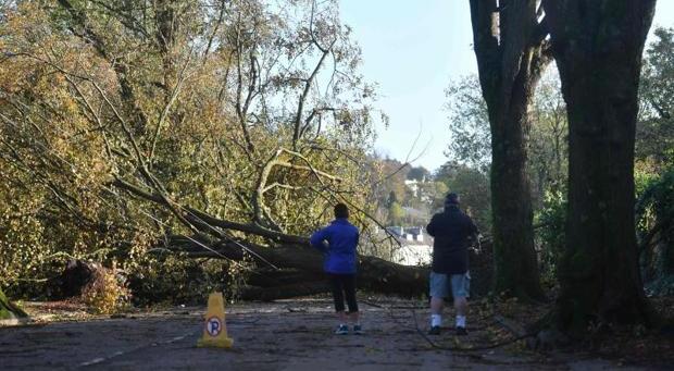Árboles caídos al suroeste de la ciudad irlandesa de Cork tras el paso de «Ofelia»