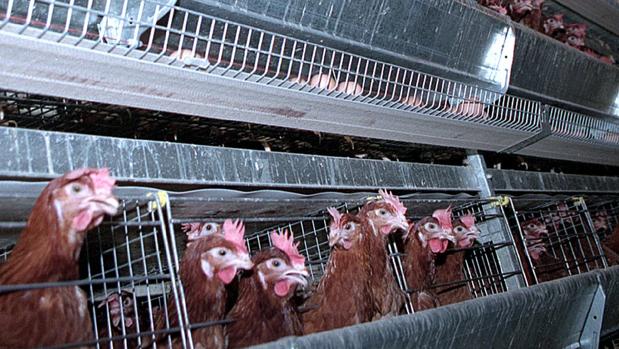 Gallinas ponedoras en jaulas