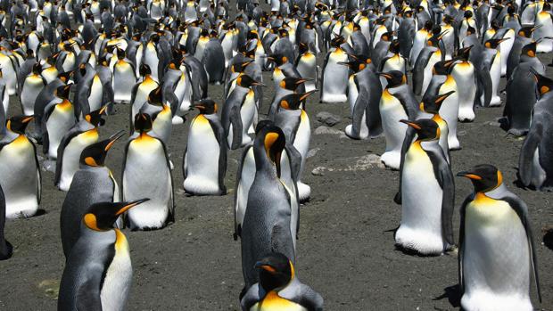 Los pingüinos rey, al borde de la extinción