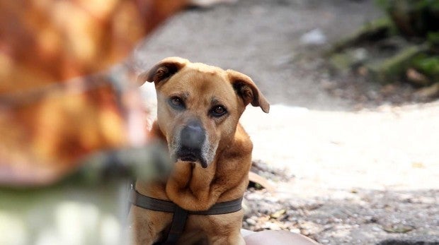 El consumo de carne de perro en el país británico ha aumentado en los últimos años