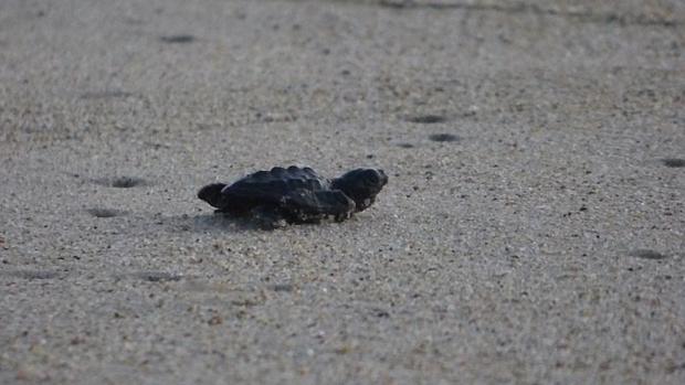 Imagen de una tortuga golfina recién nacida