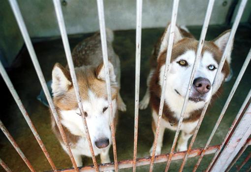 Dos huskies, esperando ser adoptados