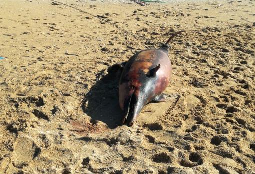 Delfín muerto en La Lanzada (Pontevedra)