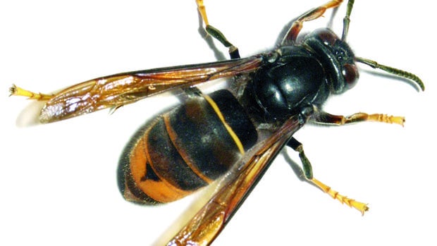 Este insecto ha provocado ya la muerte de un hombre