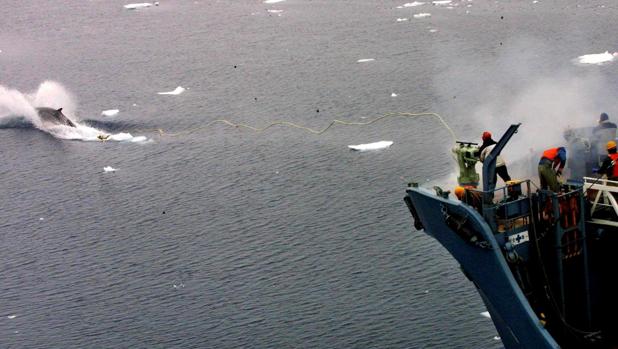 Pesquero japonés tratando de pescar un ejemplar de ballena