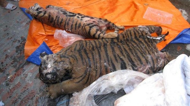 Imagen de los tigres congelados