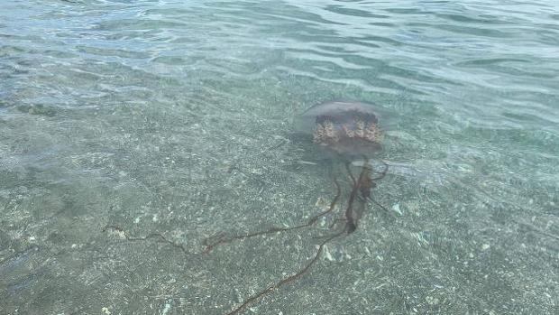 La medusa, en la orilla de la playa de Los Granados