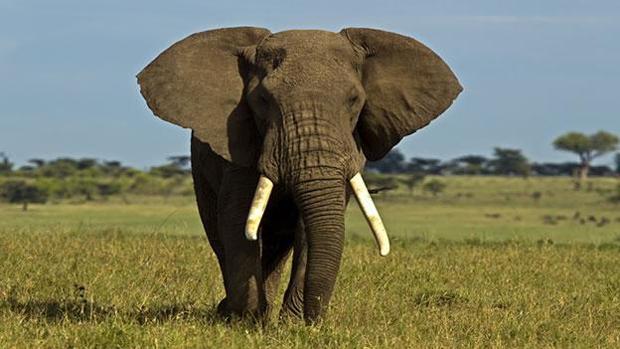 Africa Dividida Por La Explotacion Comercial Del Elefante Y Otras Especies Salvajes