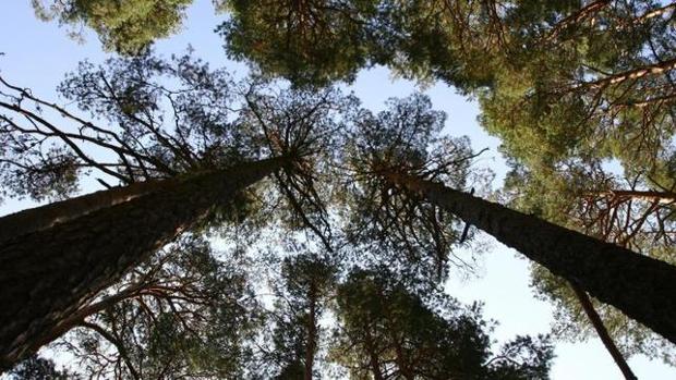 Bosques de pinos de una de las Reservas de la Biosferaen España