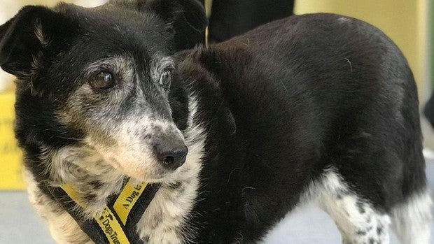 Imagen de Queenie, el perro más longevo de Reino Unido
