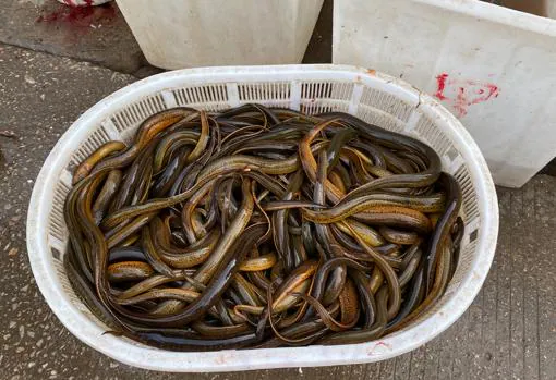 Aunque parezcan serpientes o culebras, son peces de río a la venta en el mercado de Baishazhou, en Wuhan