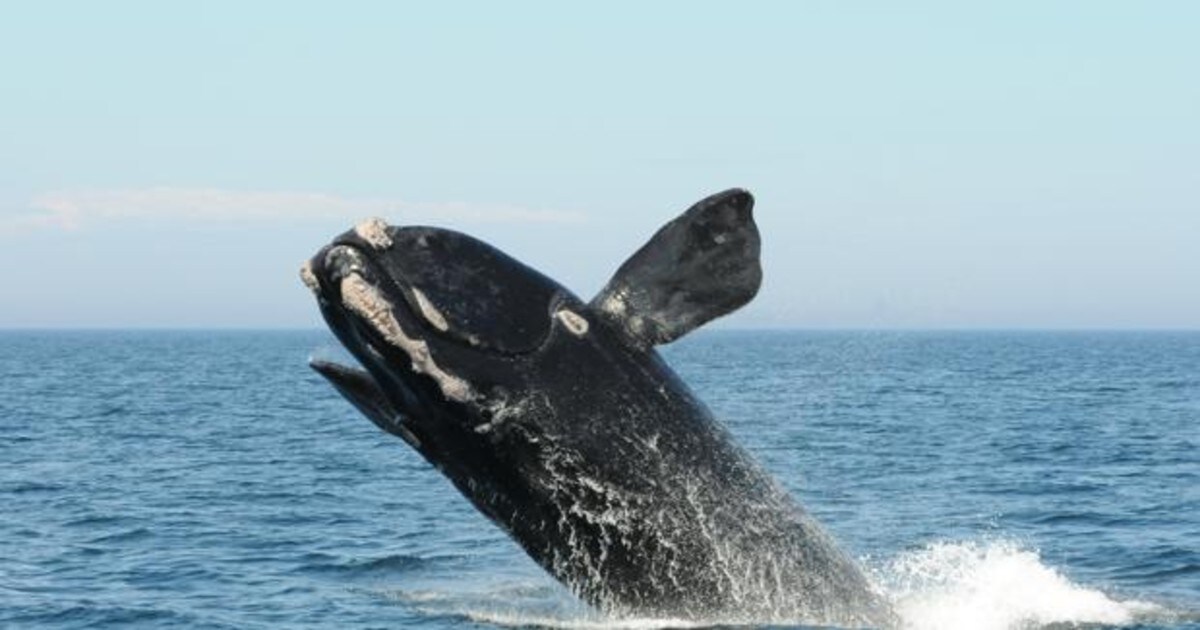 La Ballena De Los Vascos A Un Paso De Su Extincion Total Con Apenas 250 Ejemplares En El Mundo