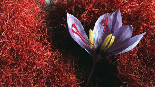 Flor de Azafrán