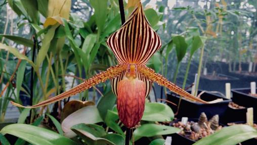 La flor está en peligro de extinción