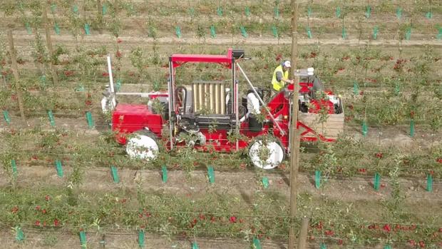 El robot de Abundant Robotics recolectando manzanas en uno de los campos de T&G Global en Nueva Zelanda