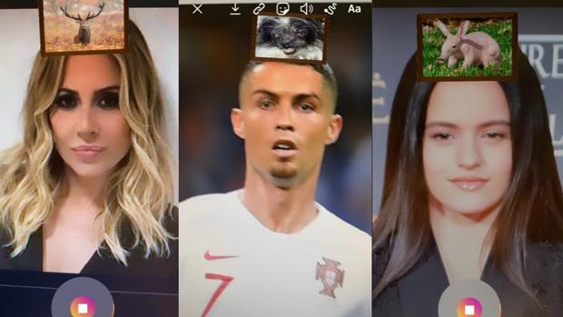 ¿A qué animal te pareces? Este filtro de Instagram te lo dice en dos segundos