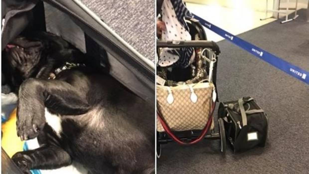 Muere un perro al que United obligó a viajar con el equipaje de mano en  cabina