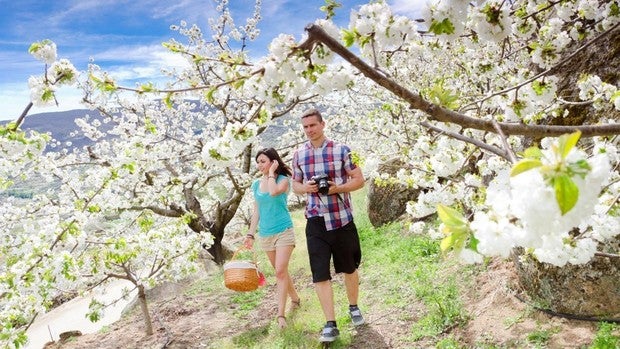 Cerezos en flor en el Valle del Jerte